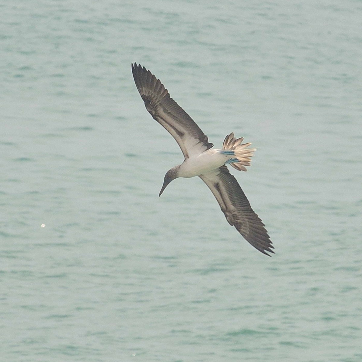 Blue-footed Booby - ML637253084