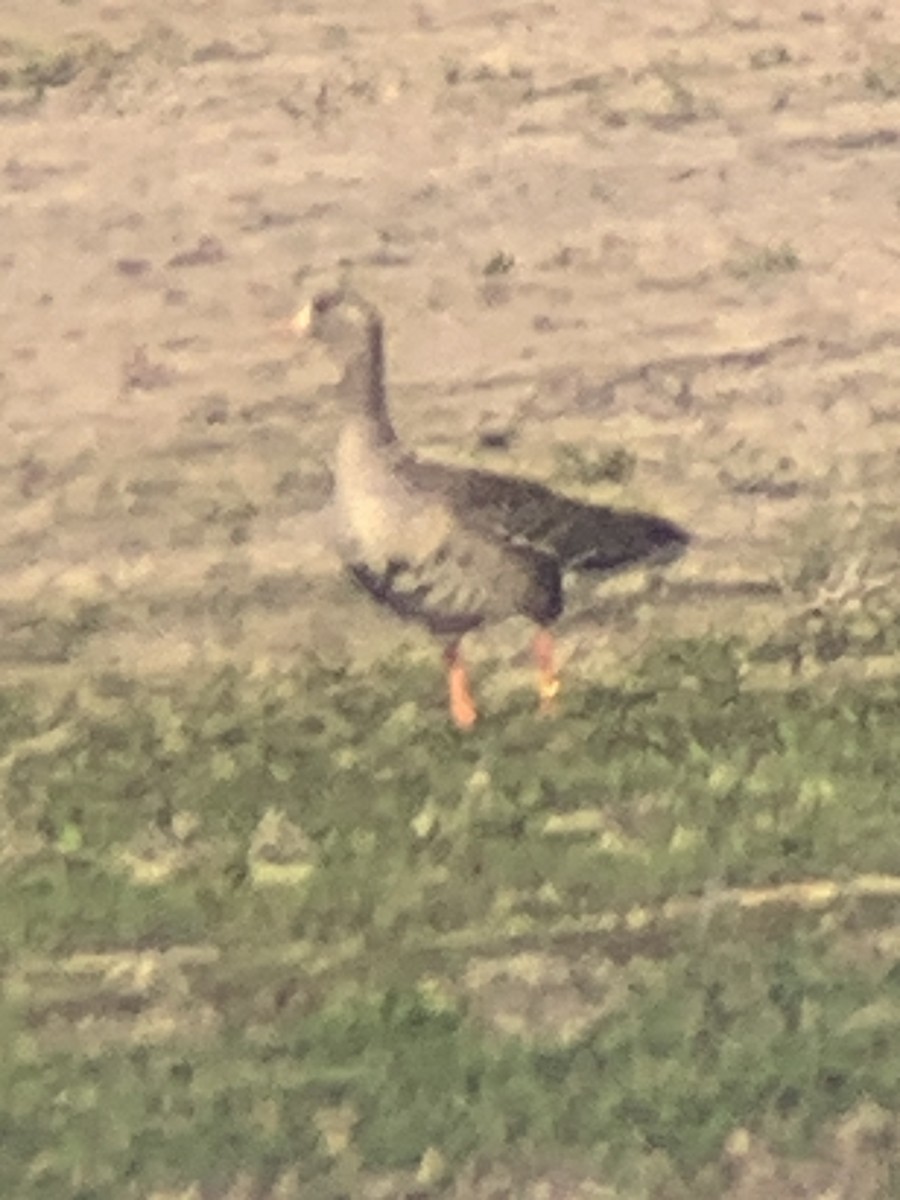 Greater White-fronted Goose - ML637253122