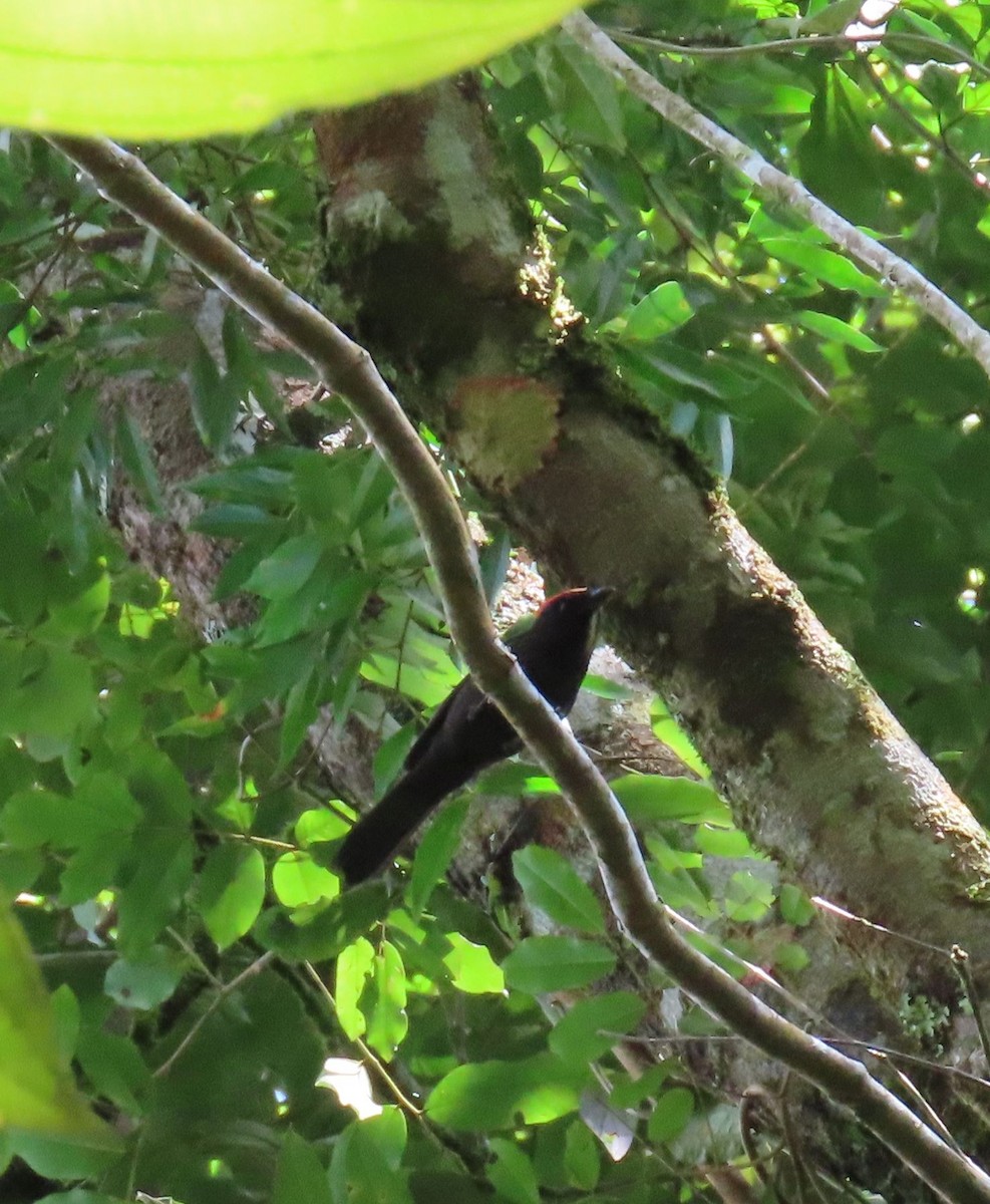 Flame-crested Tanager - ML637253151