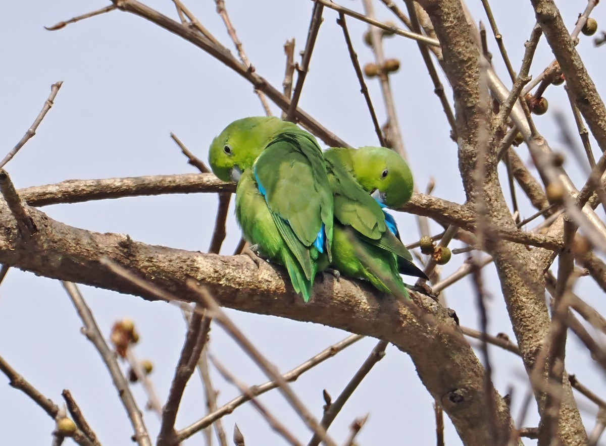 Mexican Parrotlet (Mexican) - ML637253224