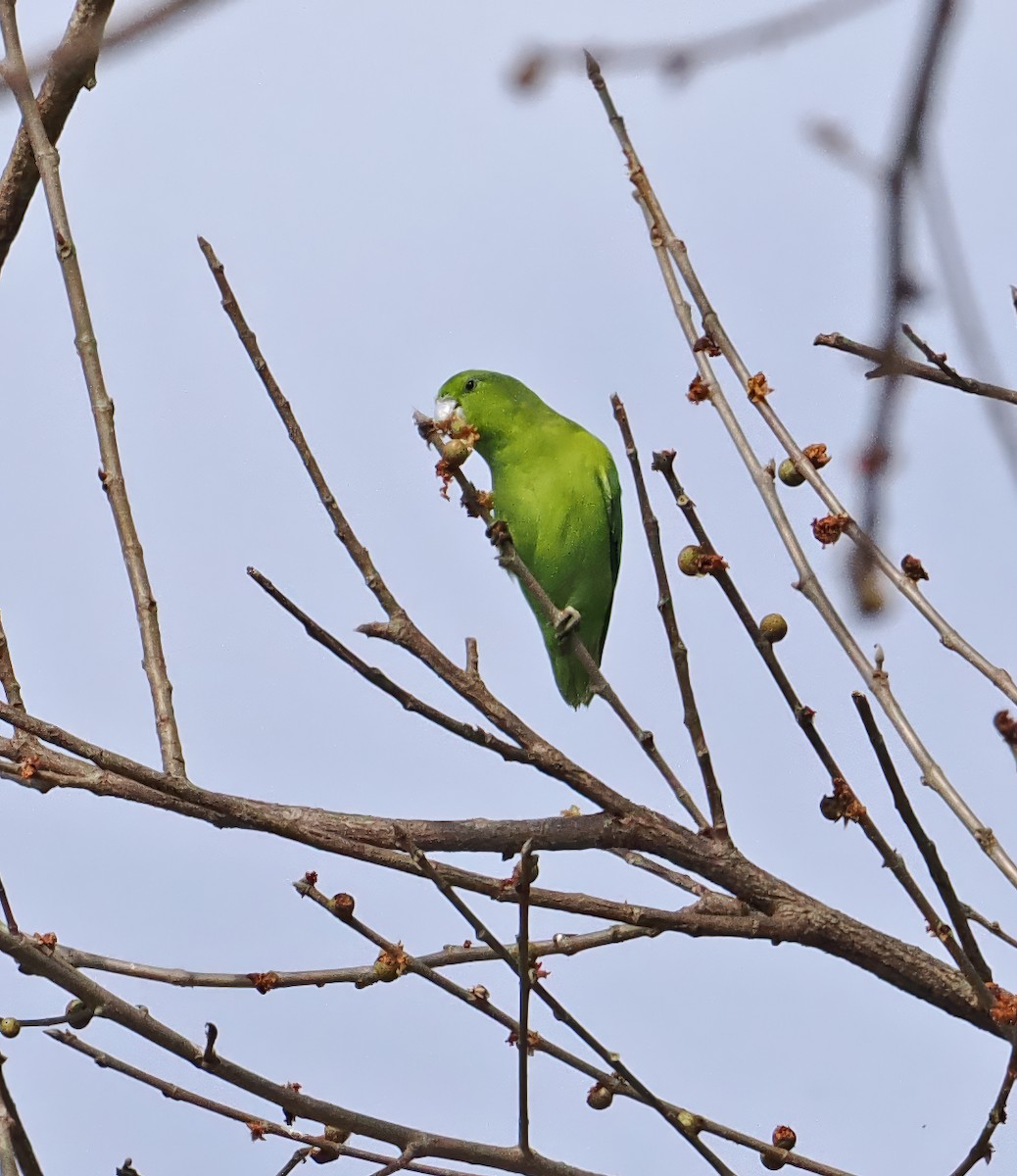 Mexican Parrotlet (Mexican) - ML637253225