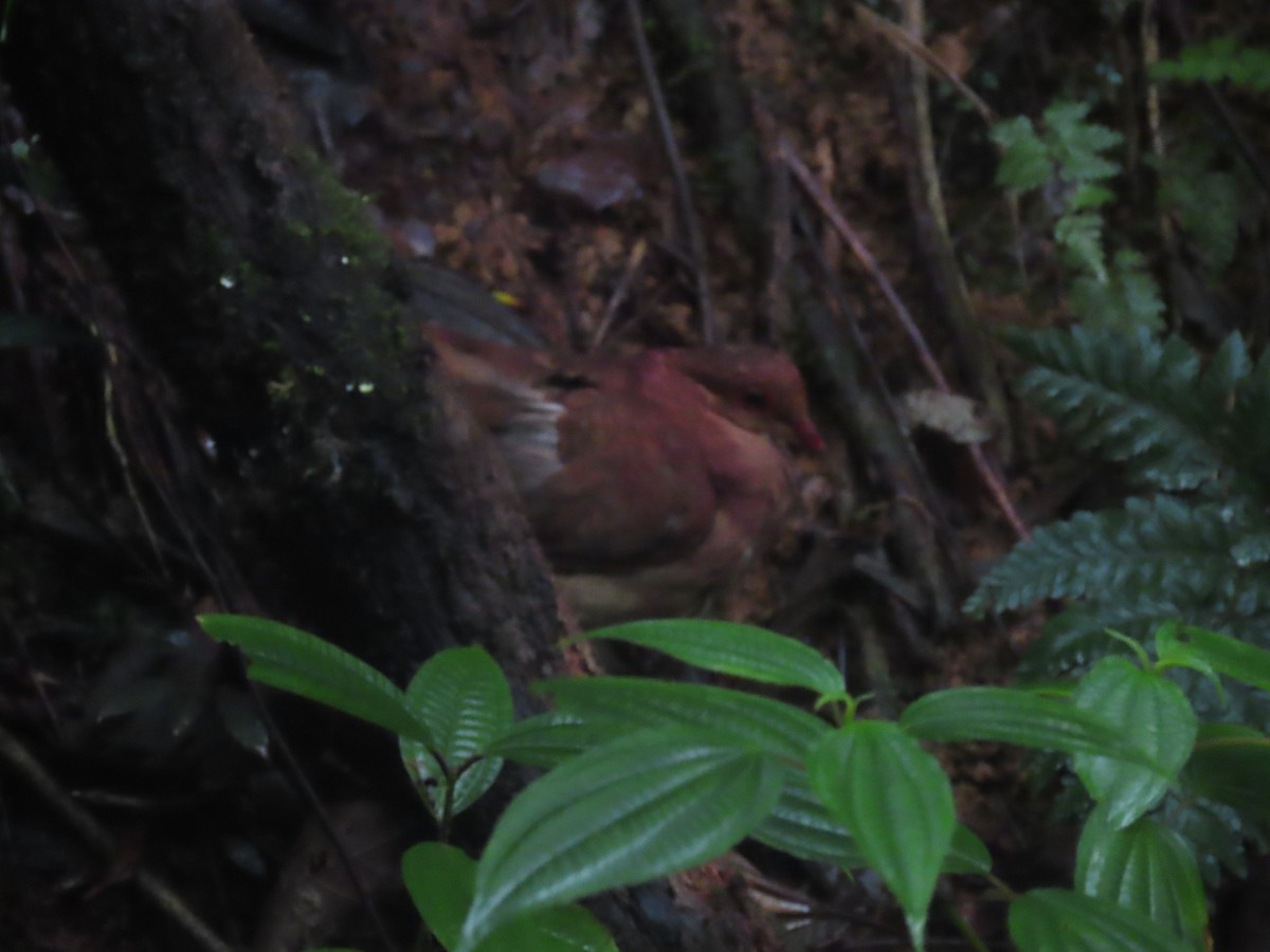 Ruddy Quail-Dove - ML637253282