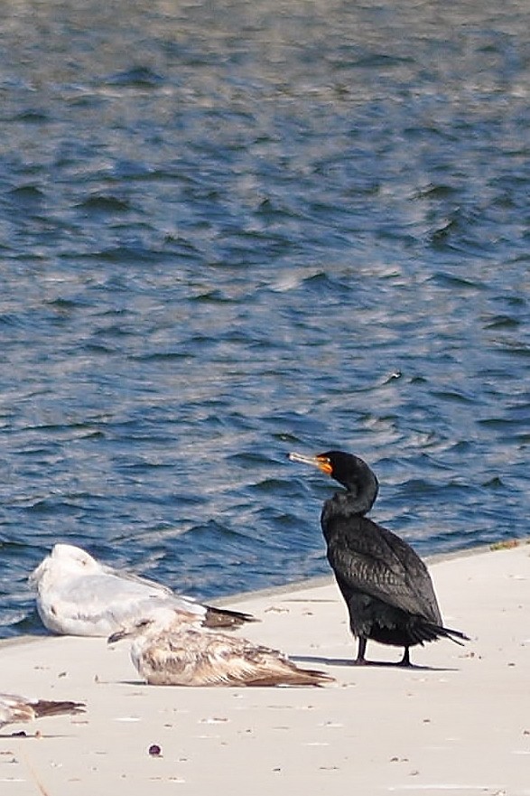 Cormorán Orejudo - ML637253284