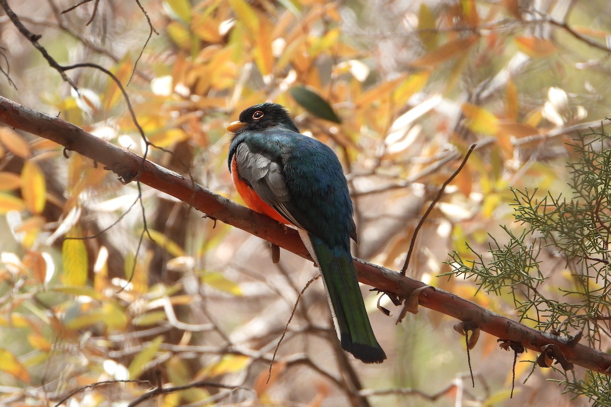 Coppery-tailed Trogon - ML637253285