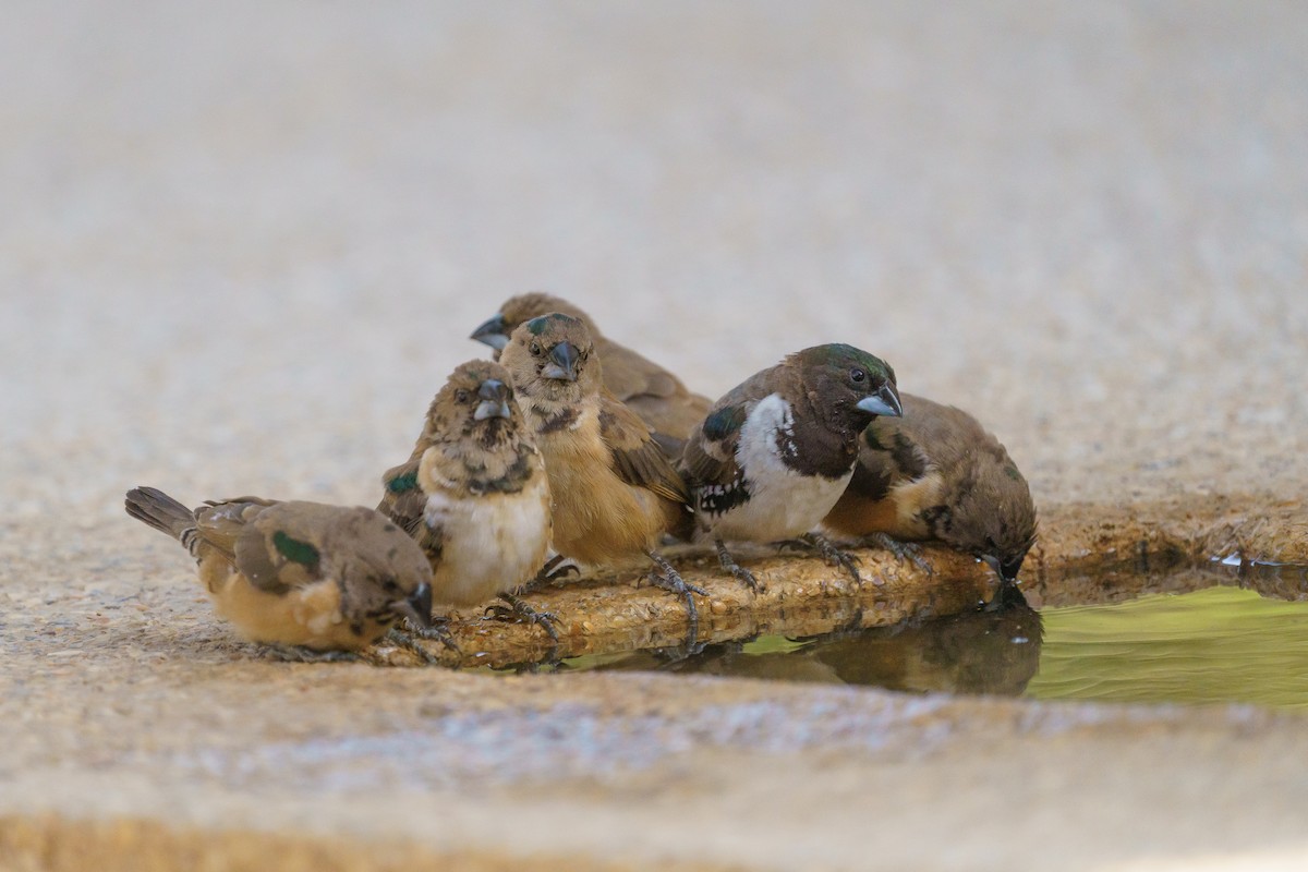 Bronze Mannikin - ML637253289