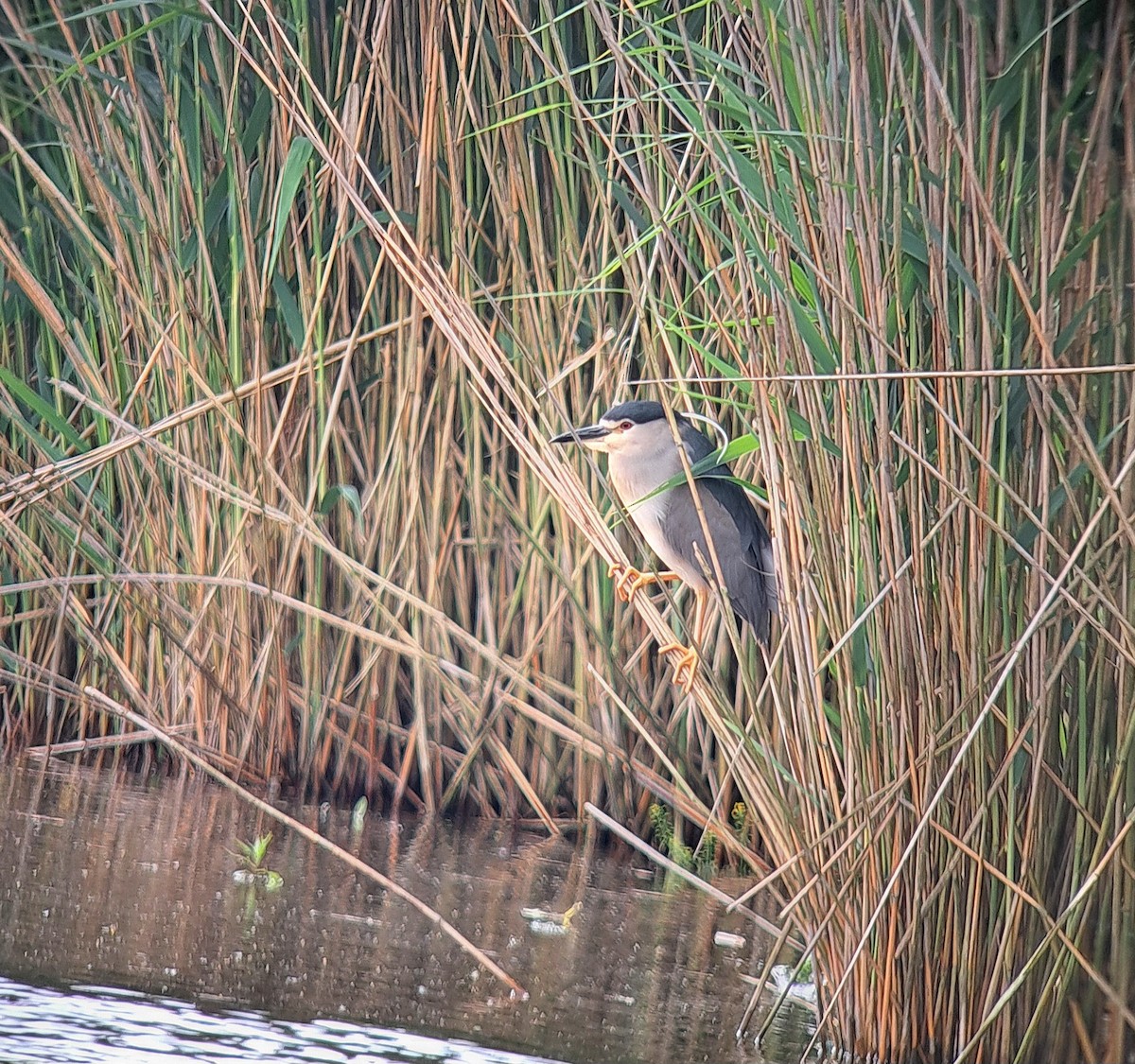 Black-crowned Night Heron - ML637253292