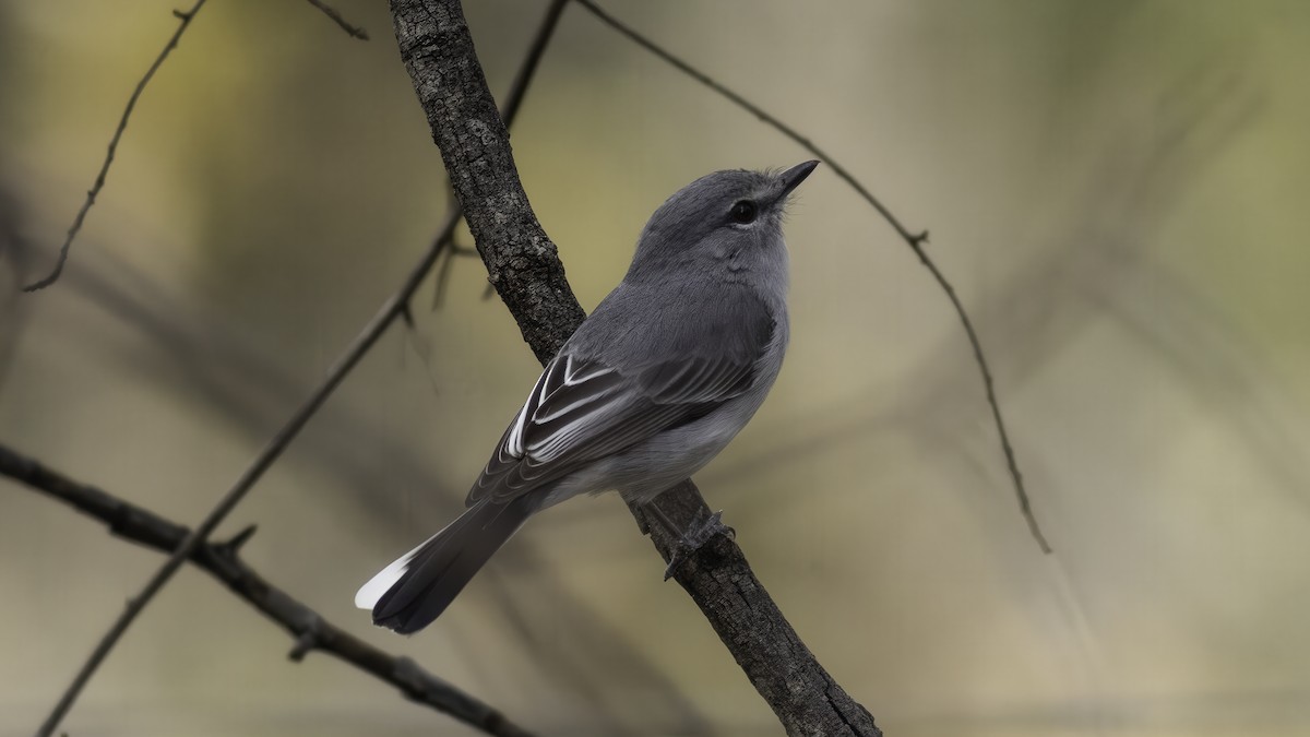 Gray Tit-Flycatcher - ML637253341