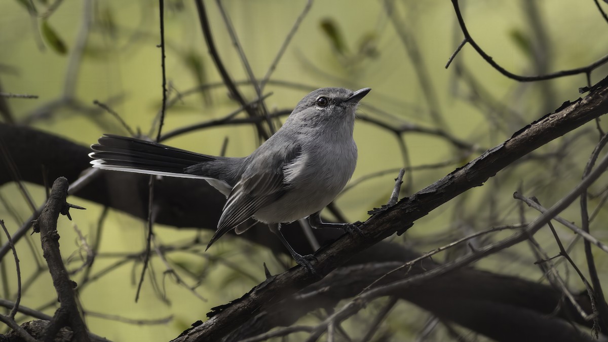 Gray Tit-Flycatcher - ML637253342