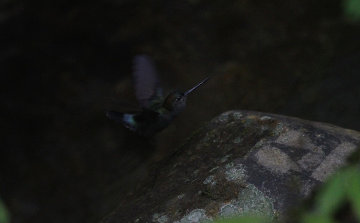 Green-fronted Lancebill - ML637253347