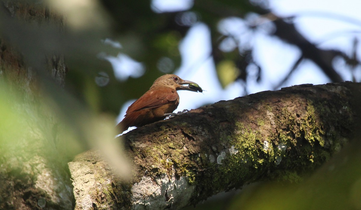Cinnamon-throated Woodcreeper - ML637253416