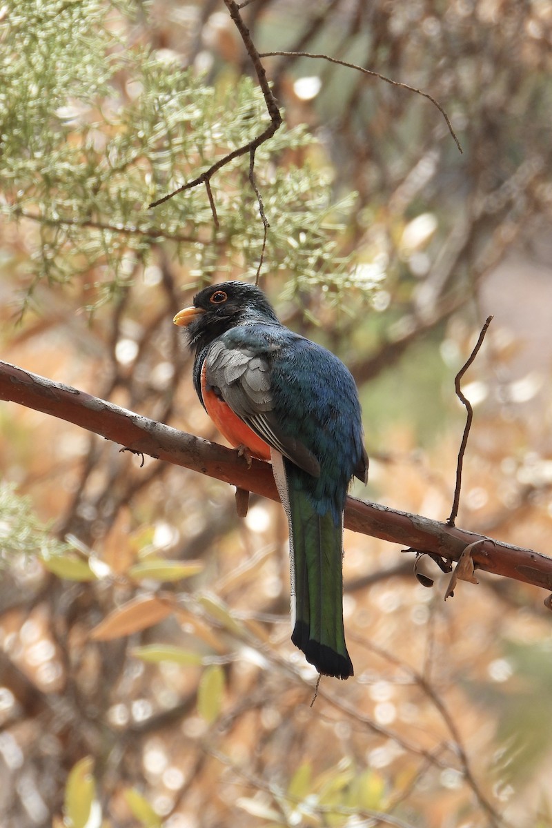 Coppery-tailed Trogon - ML637253423