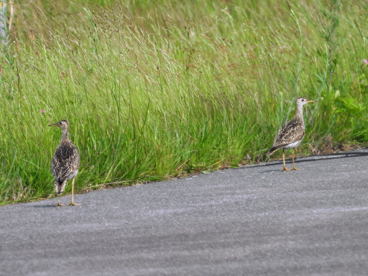 Upland Sandpiper - ML637253432