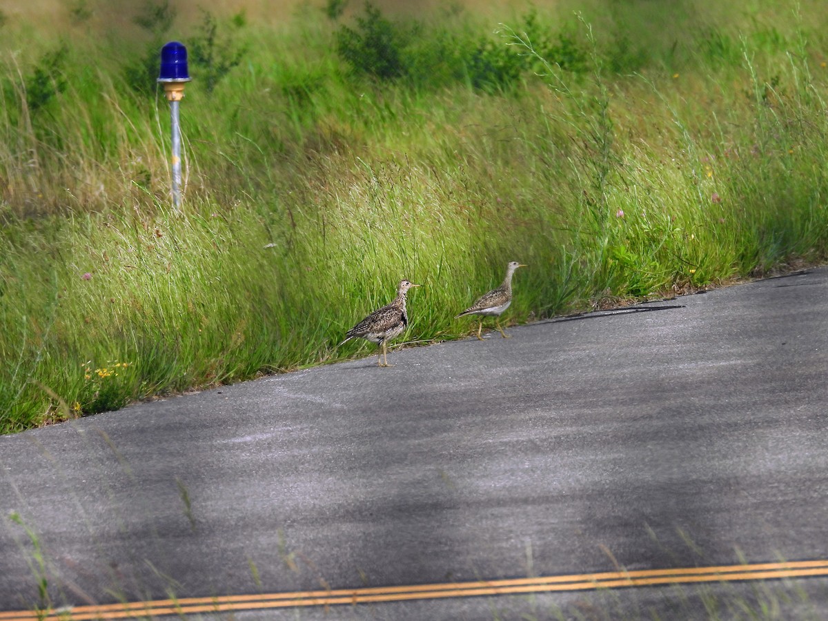 Upland Sandpiper - ML637253434