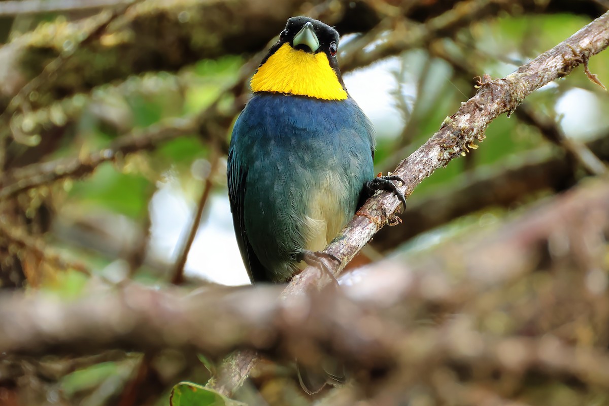 Purplish-mantled Tanager - ML637253627