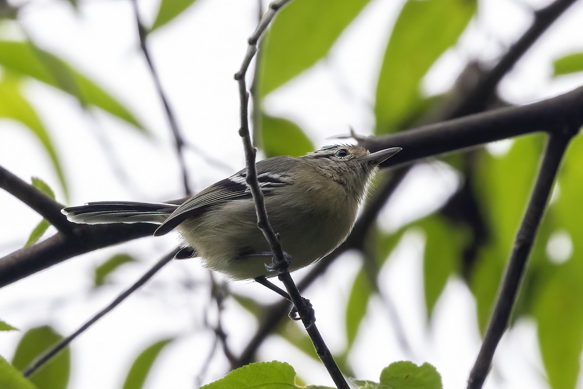 Black-capped Antwren - ML637253647
