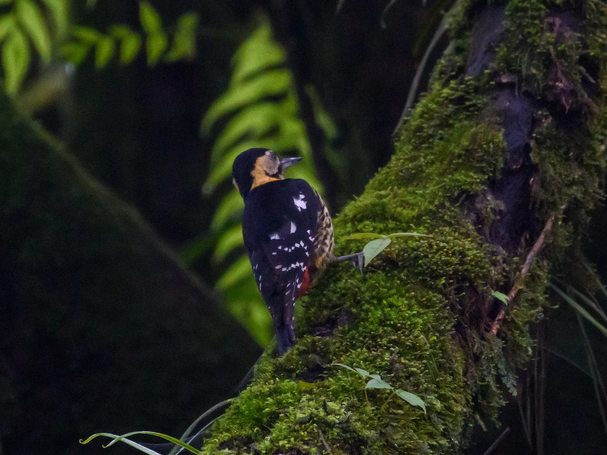 Darjeeling Woodpecker - ML637253698