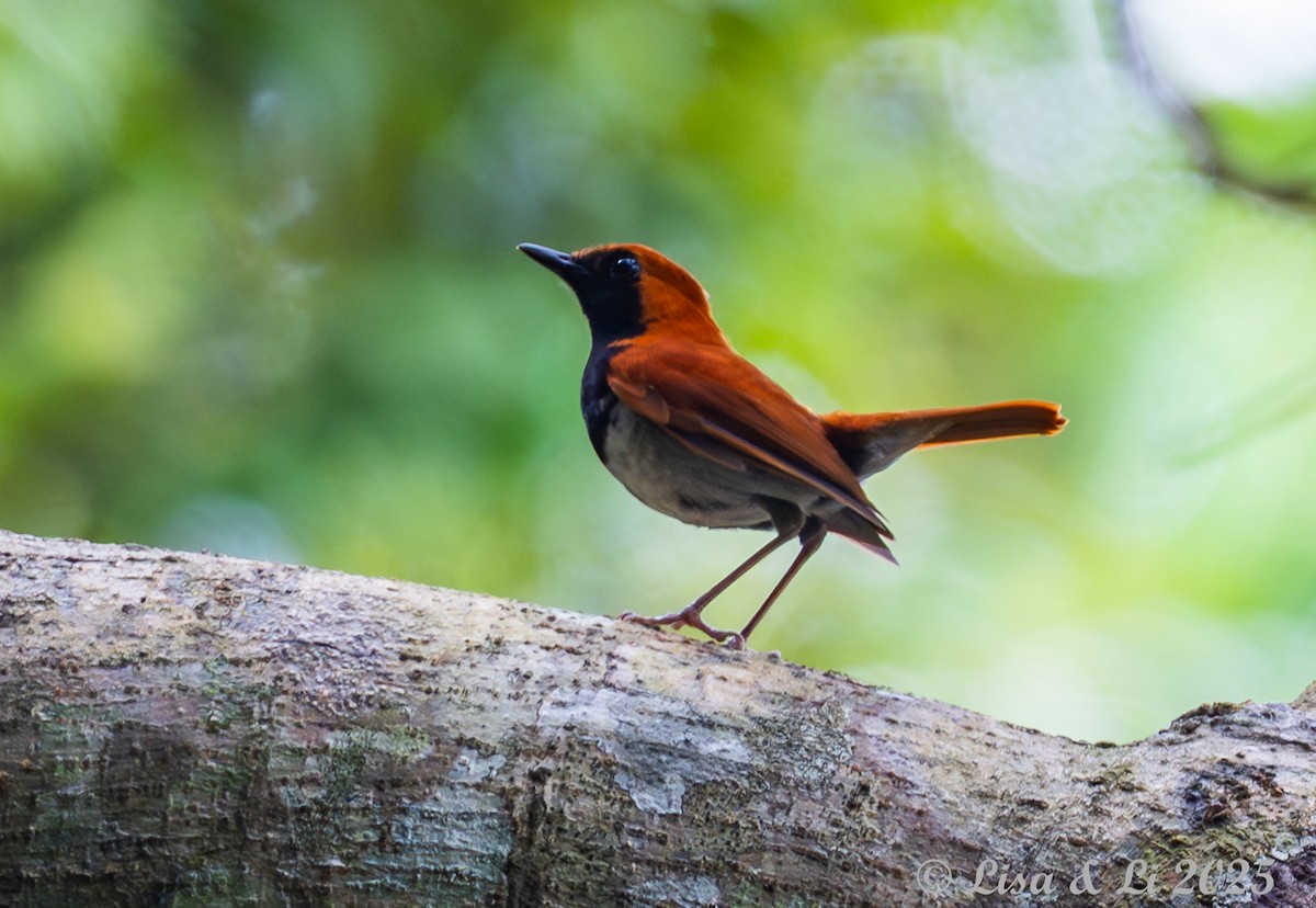 Okinawa Robin - ML637253706