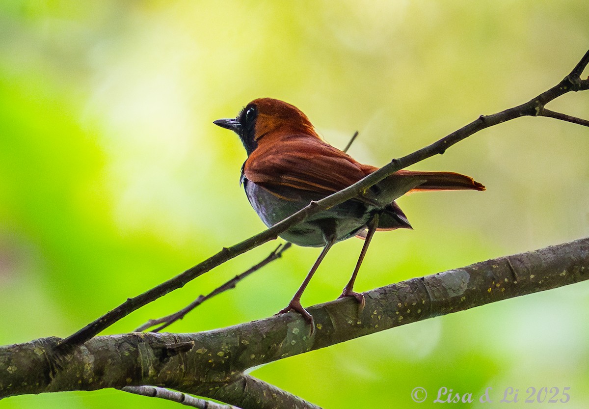 Okinawa Robin - ML637253707