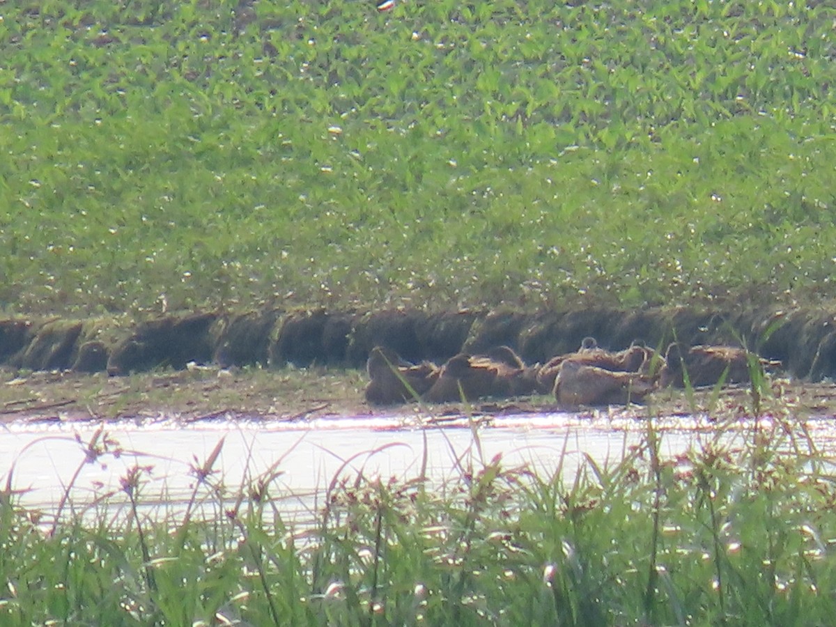 Marbled Godwit - ML637253712