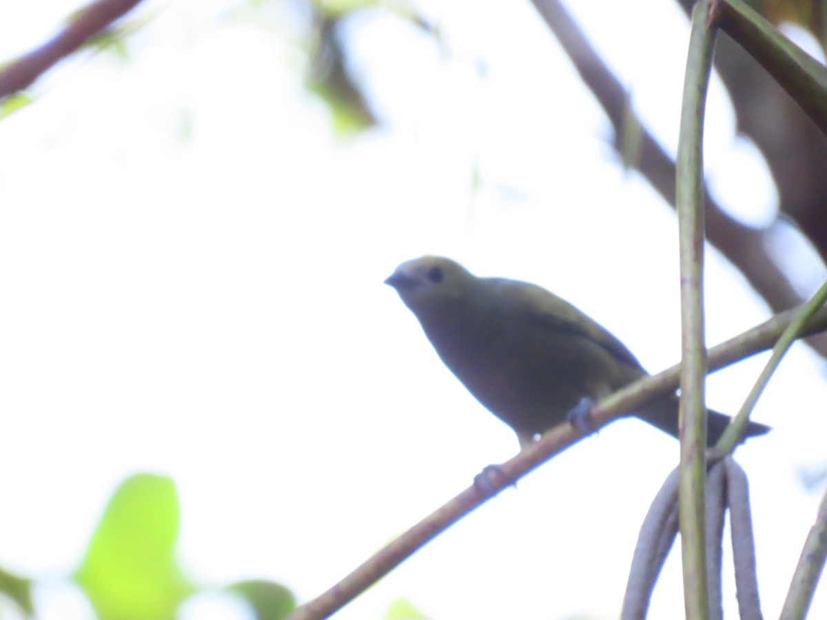Palm Tanager - ML637253731