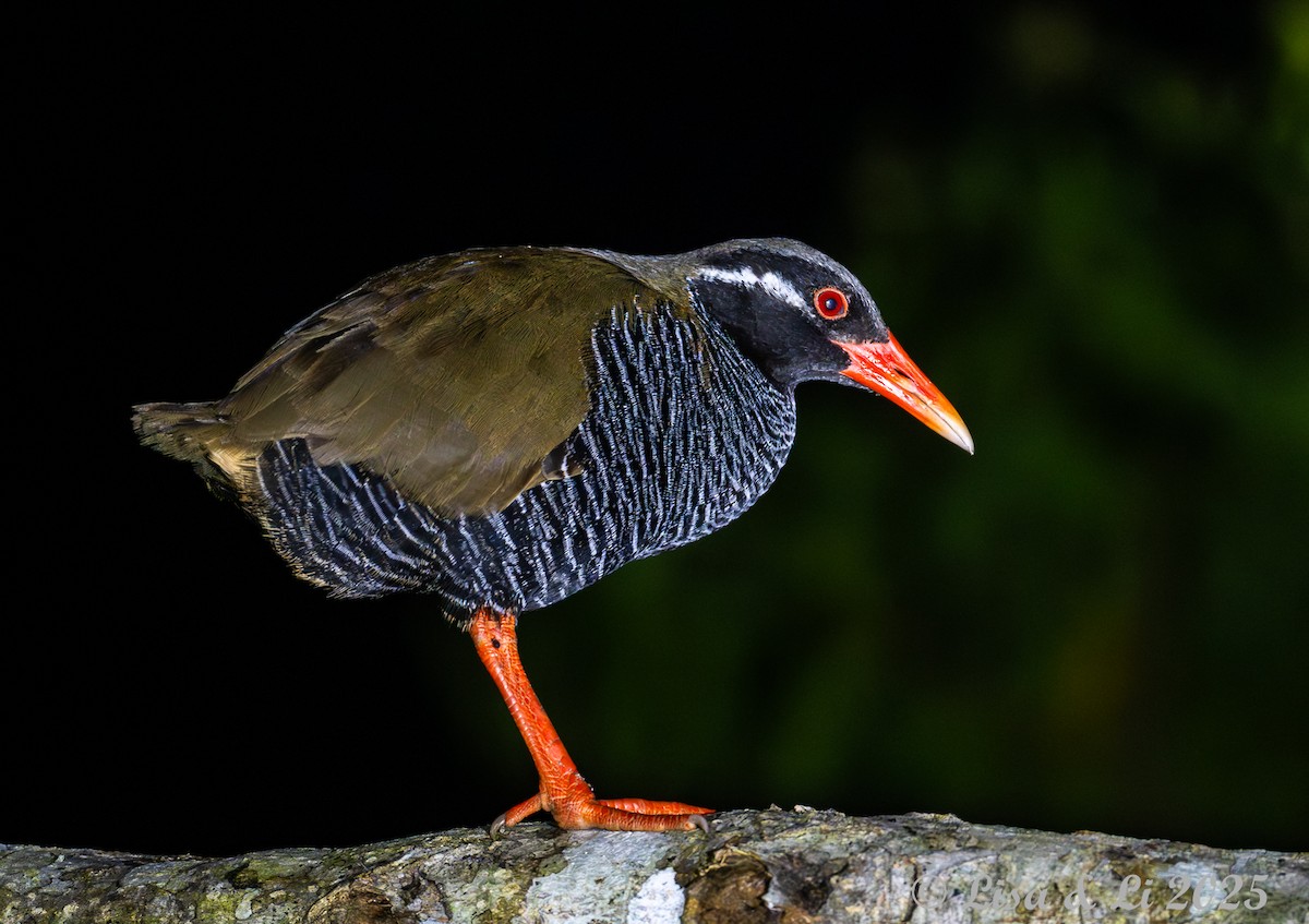 Okinawa Rail - ML637253747