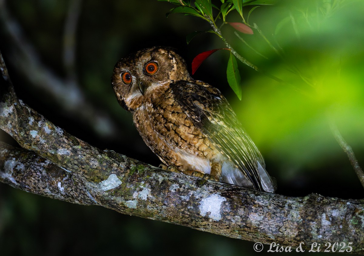 Japanese Scops-Owl - ML637253749