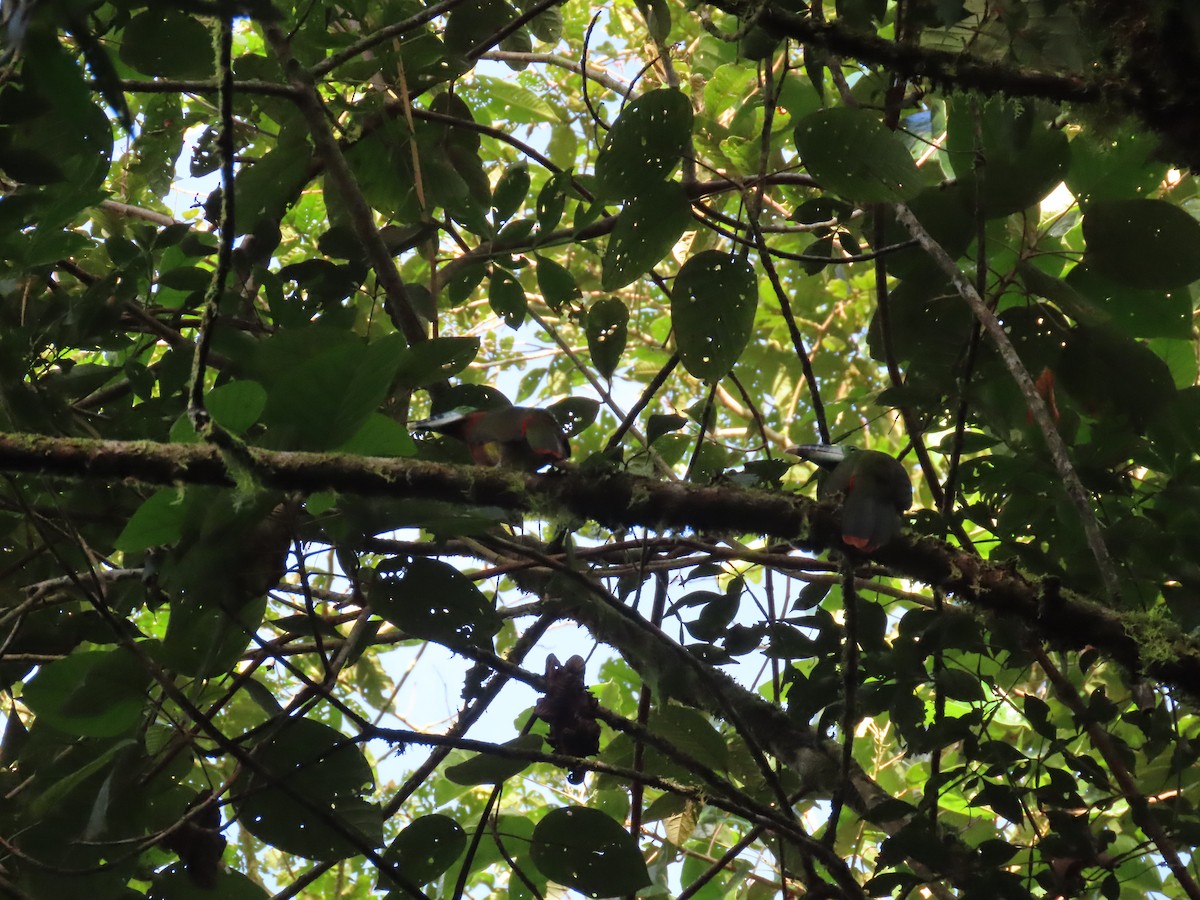Spot-billed Toucanet - ML637253876