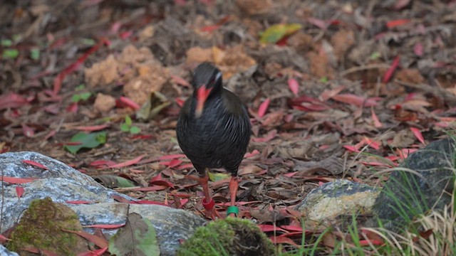Rascón de Okinawa - ML637253913
