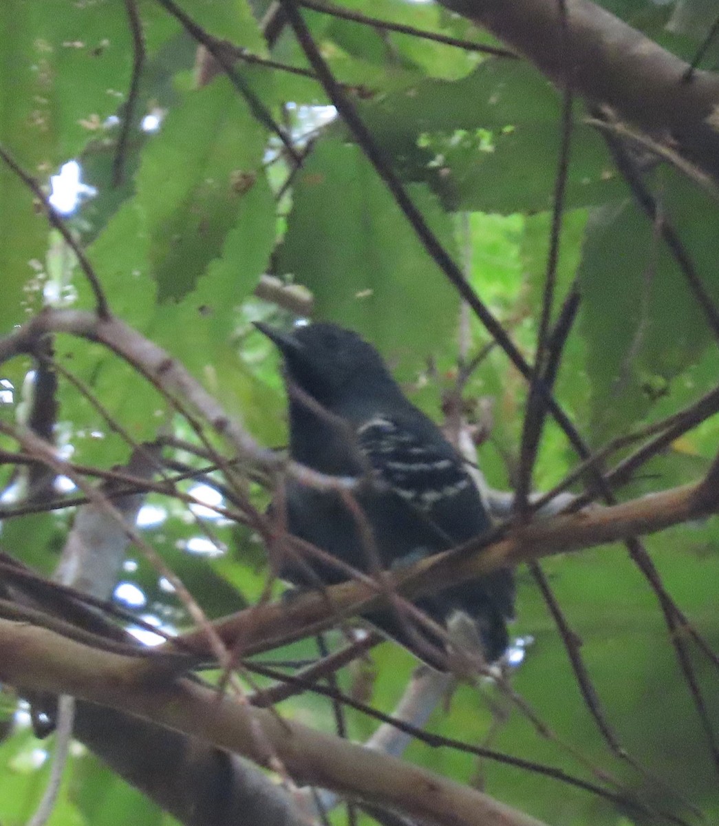Salvadori's Antwren - ML637253915