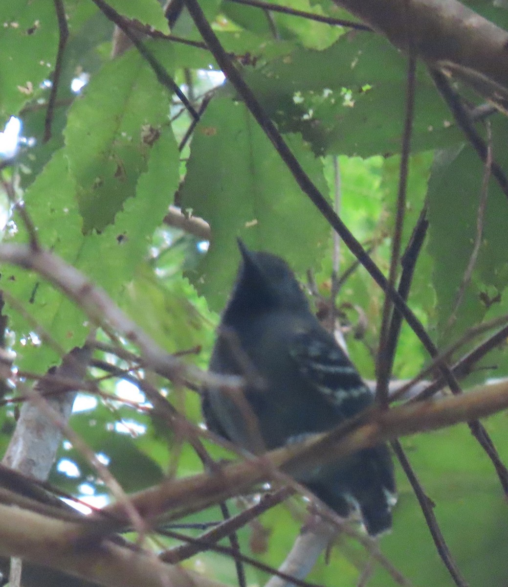 Salvadori's Antwren - ML637253917