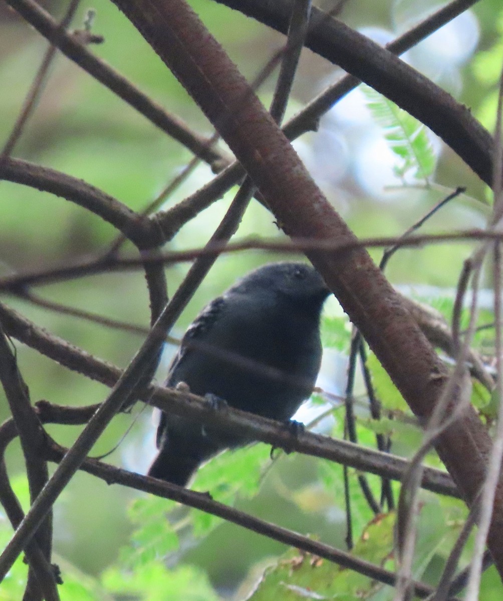 Salvadori's Antwren - ML637253919