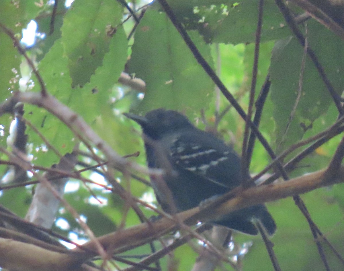 Salvadori's Antwren - ML637253920