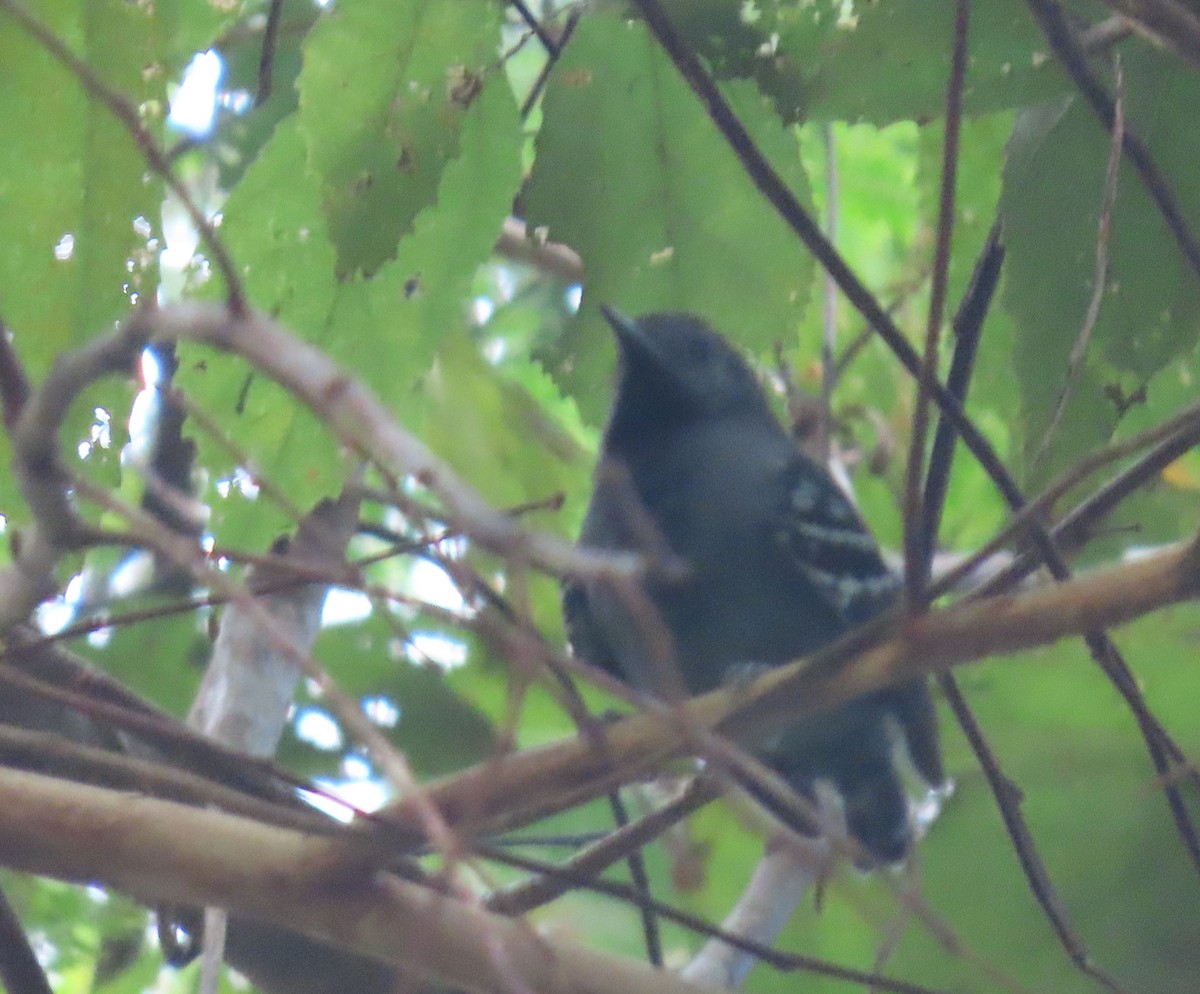 Salvadori's Antwren - ML637253921
