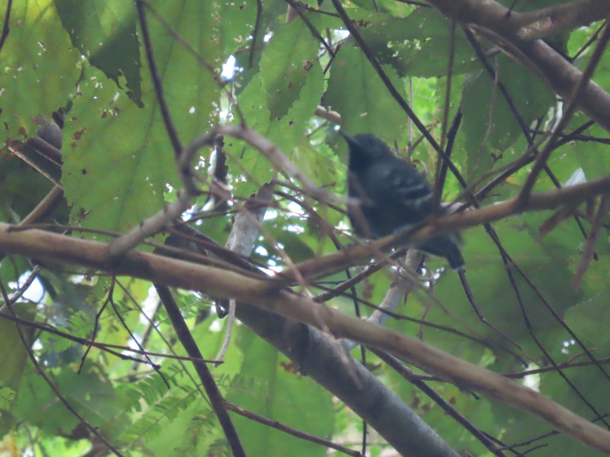 Salvadori's Antwren - ML637253928