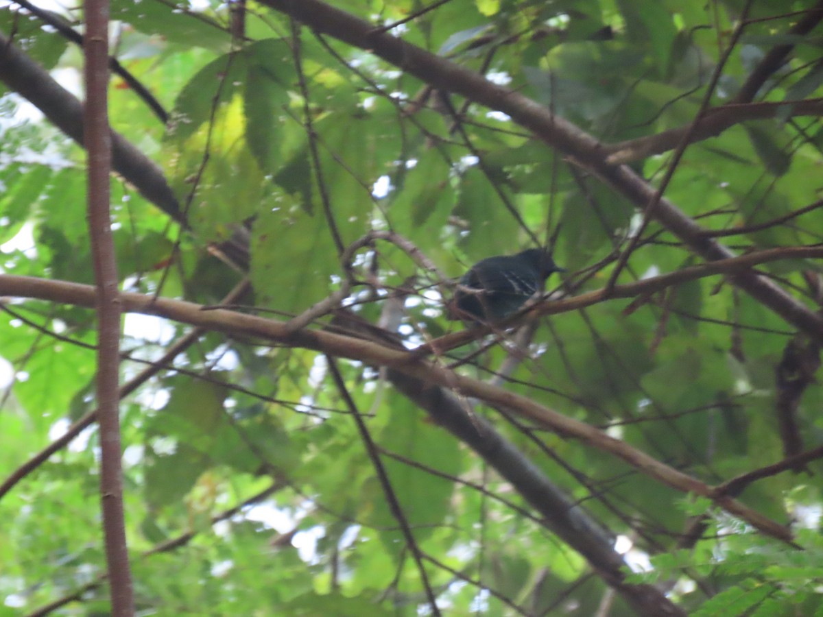 Salvadori's Antwren - ML637253929