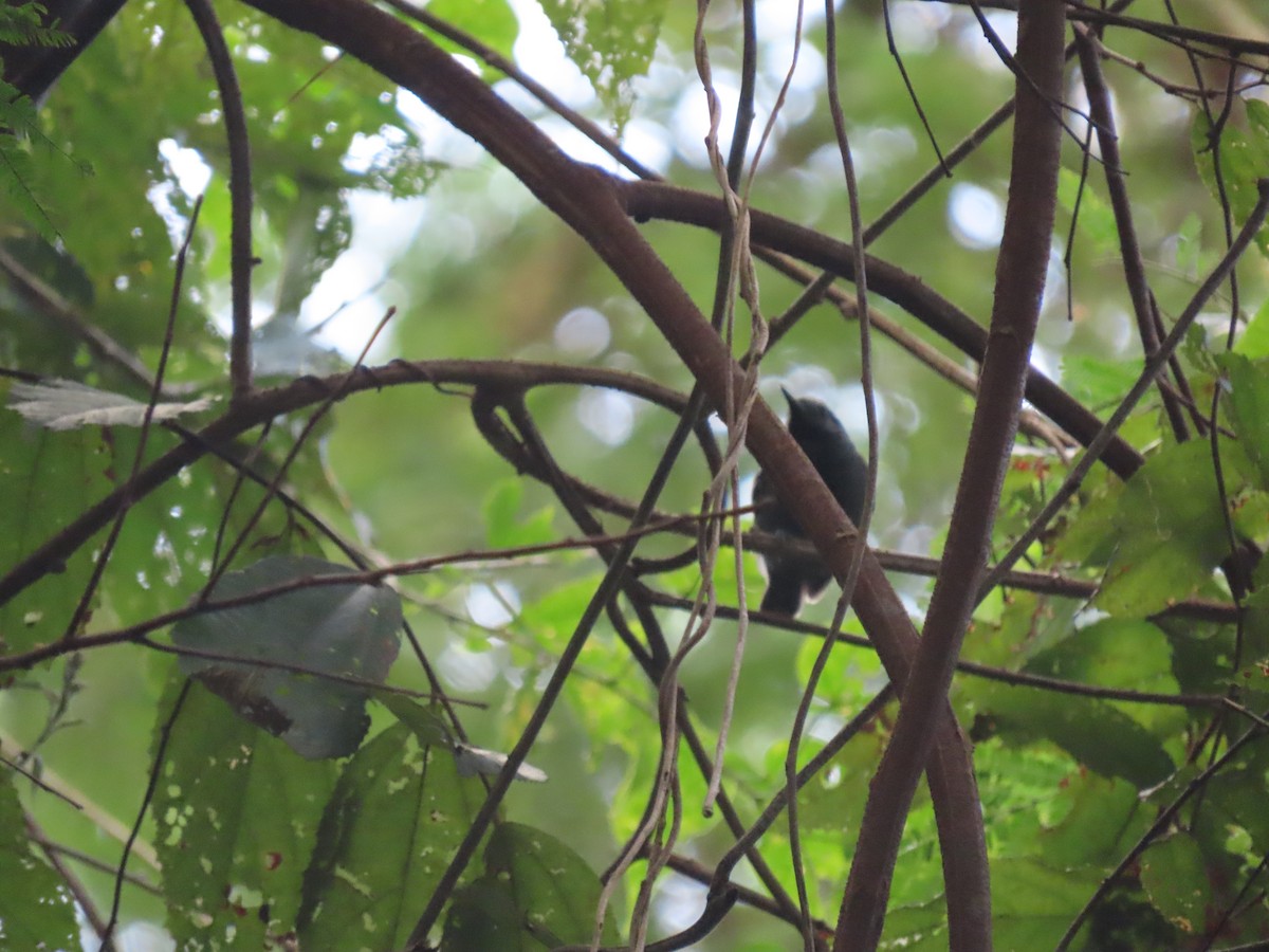 Salvadori's Antwren - ML637253931