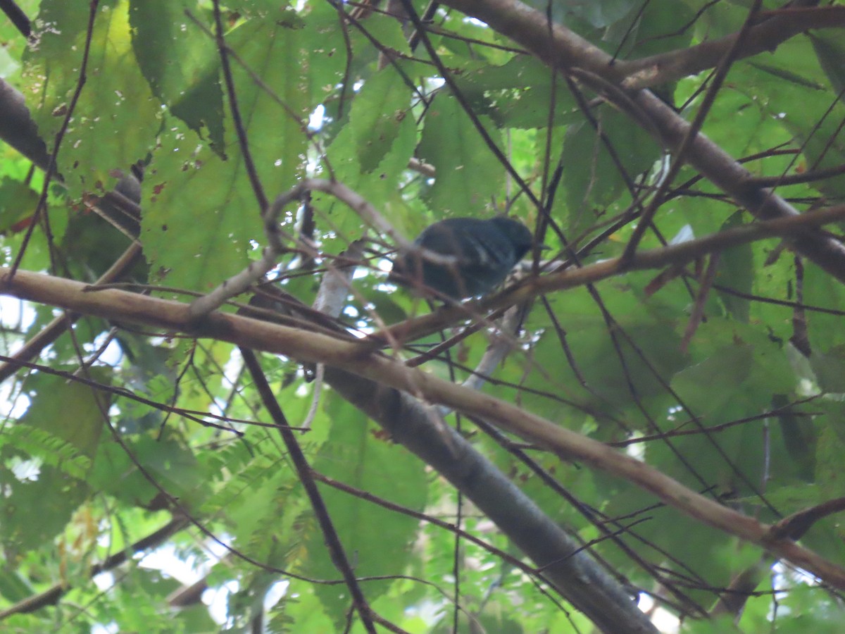 Salvadori's Antwren - ML637253932