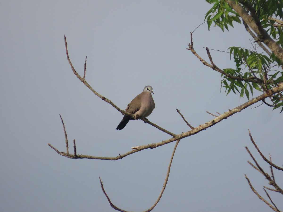 Black-billed Wood-Dove - ML637253935