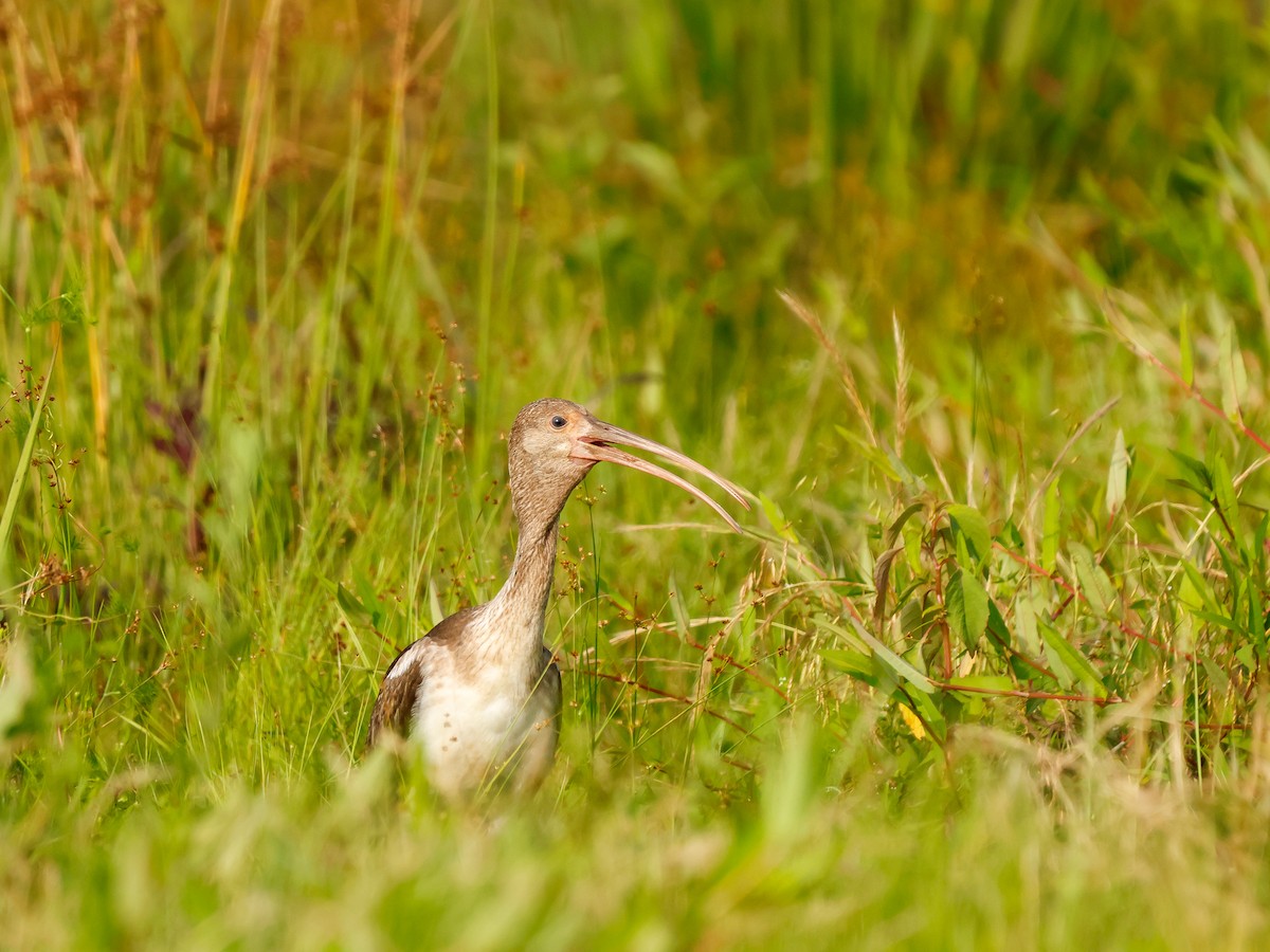 Ibis Blanco - ML637253943