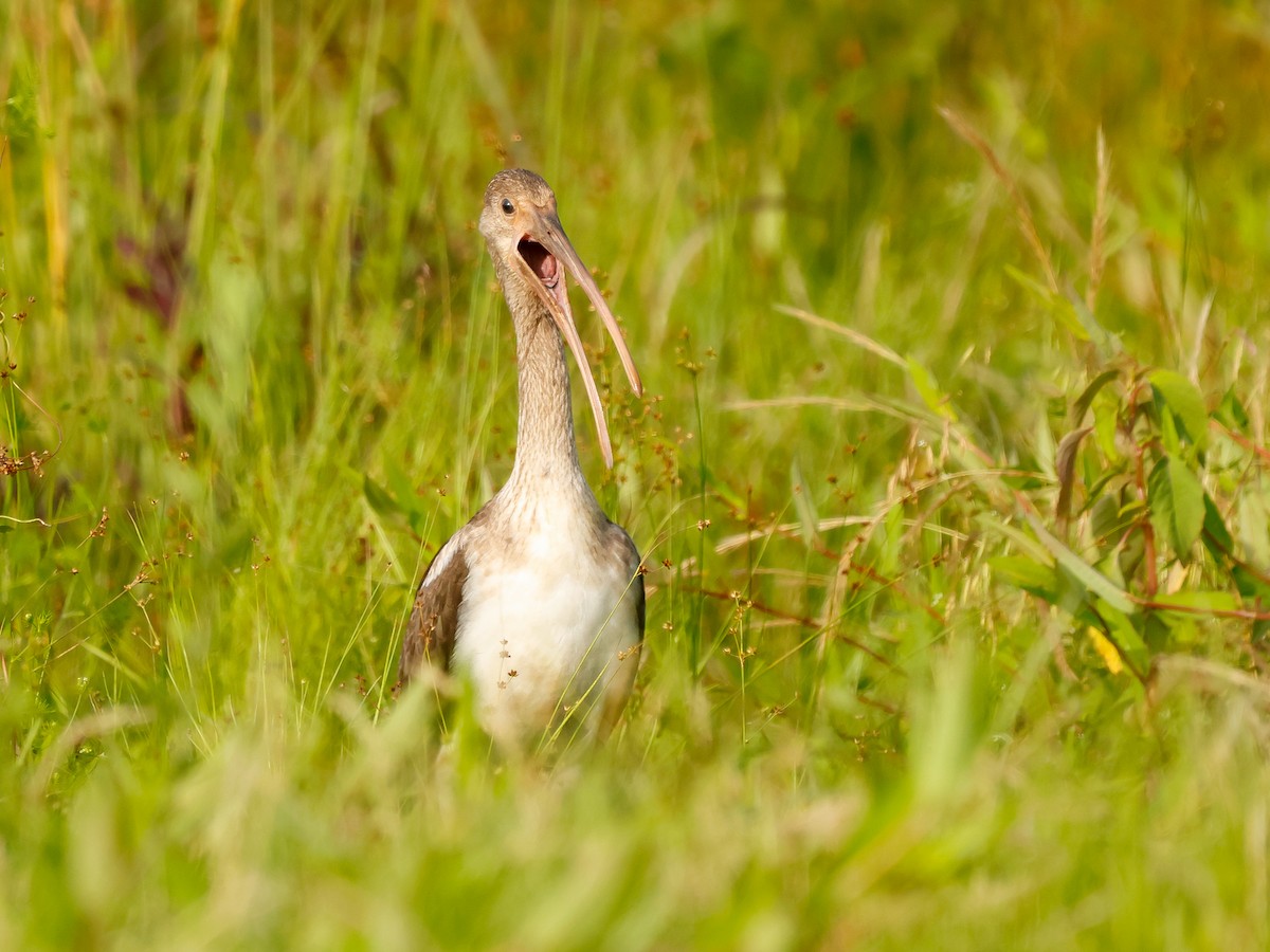 Ibis Blanco - ML637253944