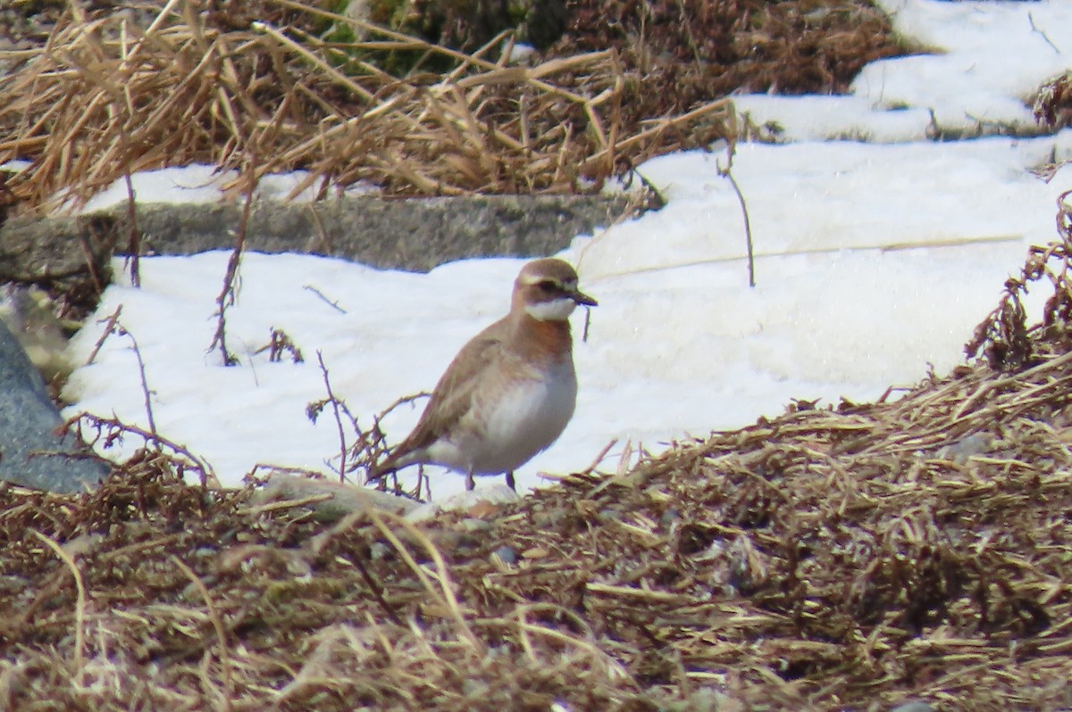 Siberian Sand-Plover - ML637253961