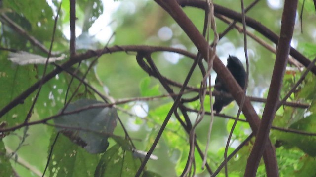 Salvadori's Antwren - ML637253968
