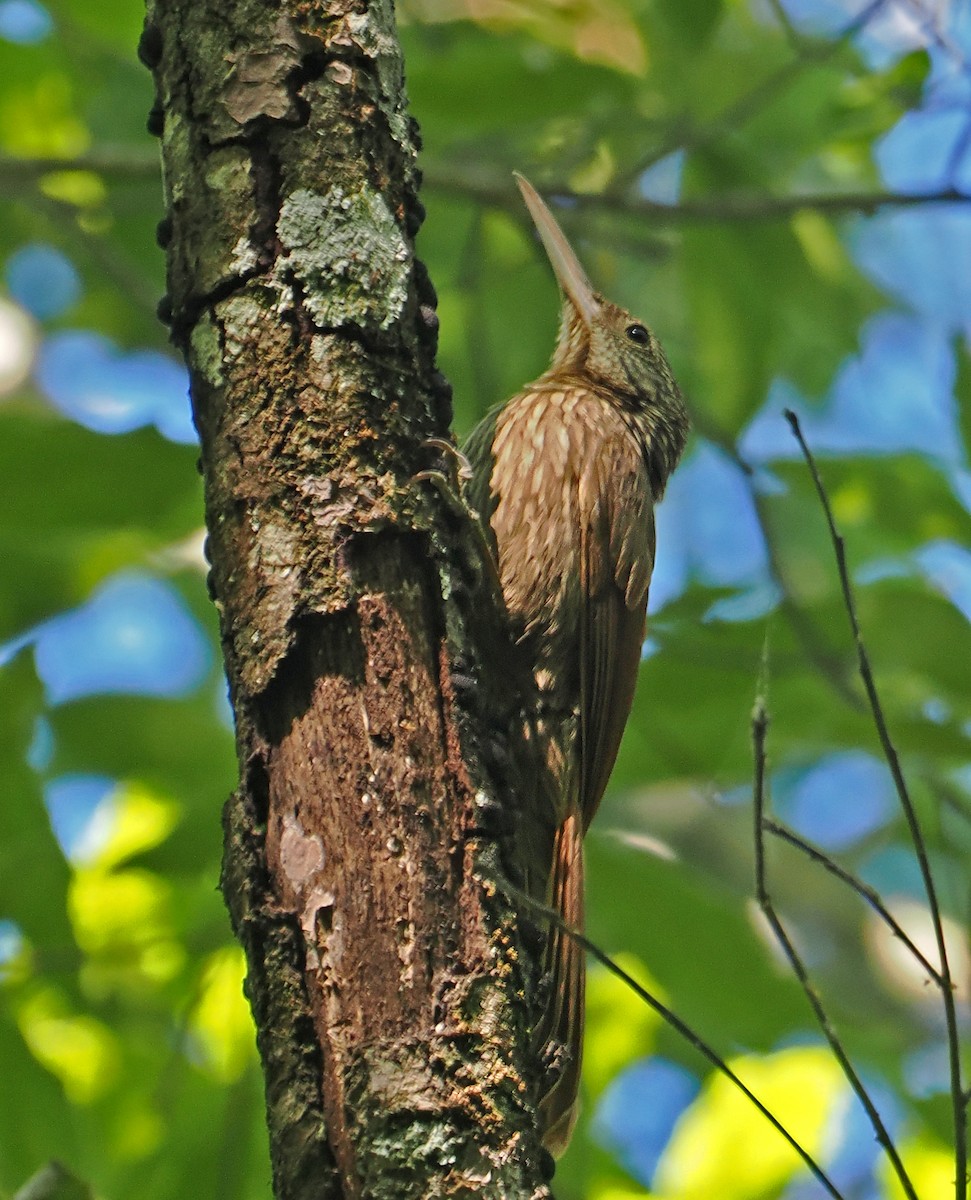 Ivory-billed Woodcreeper - ML637254003