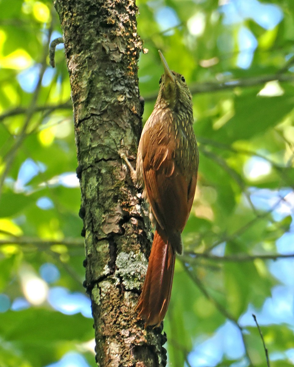 Ivory-billed Woodcreeper - ML637254004