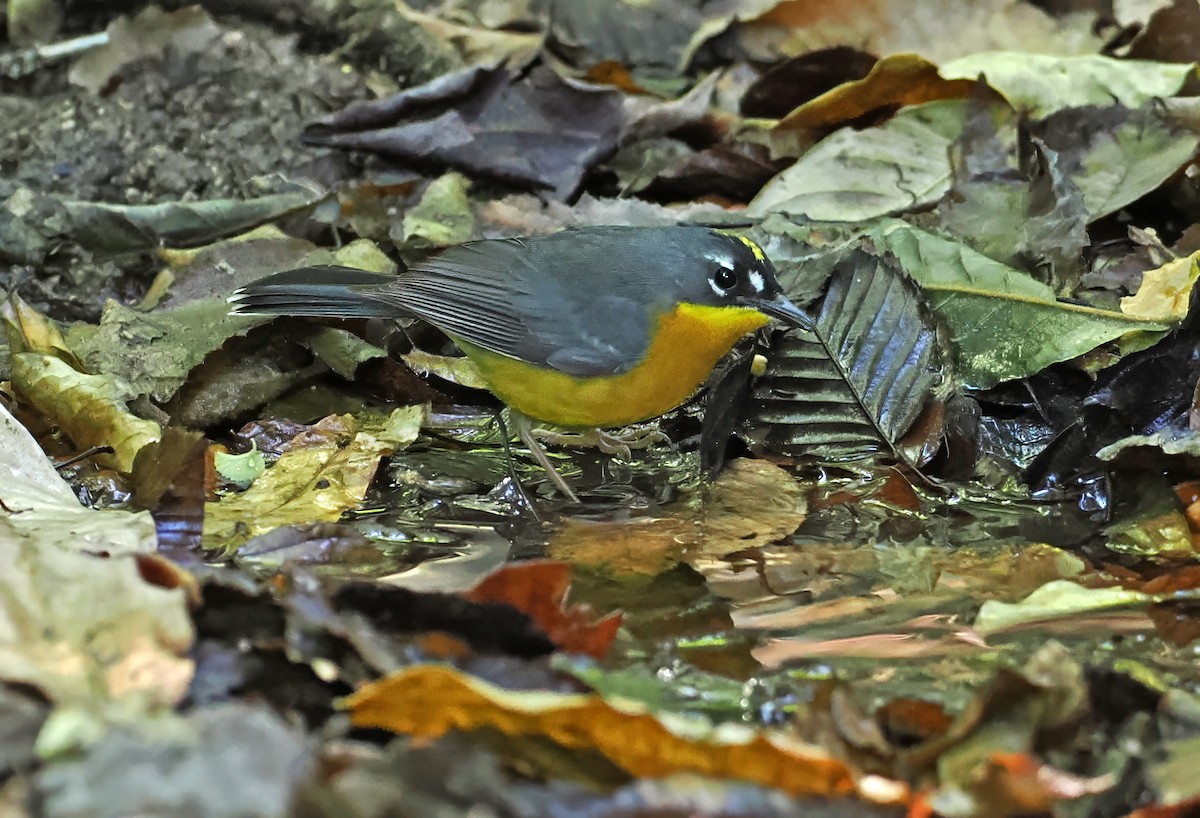 Fan-tailed Warbler - ML637254012