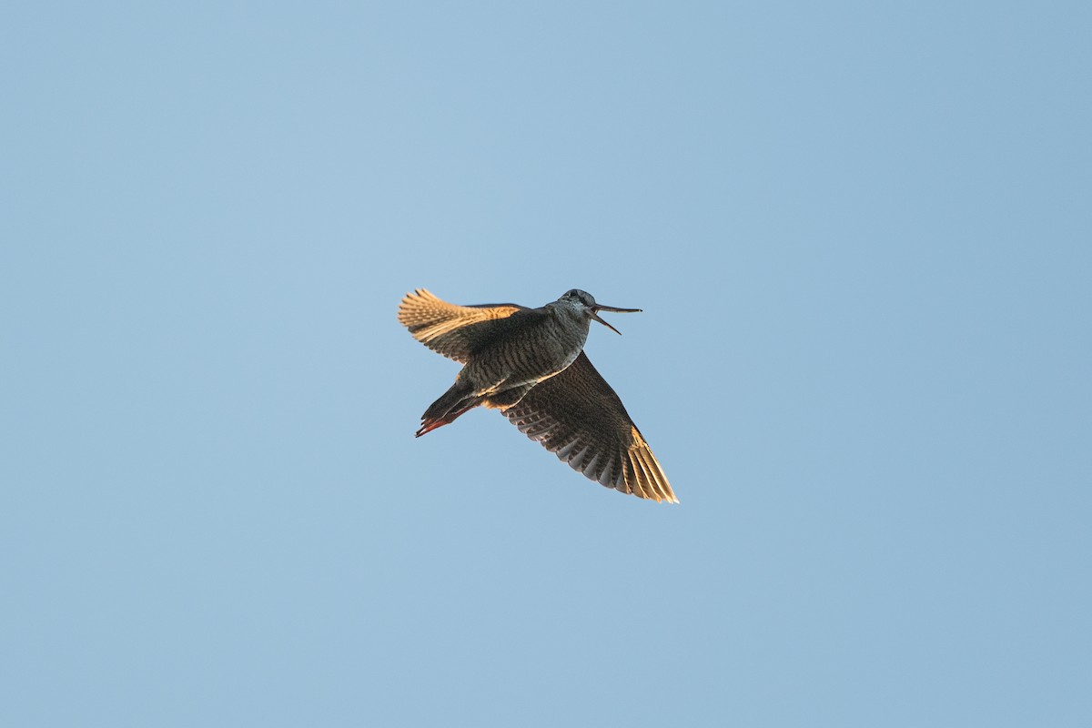 Eurasian Woodcock - ML637254013