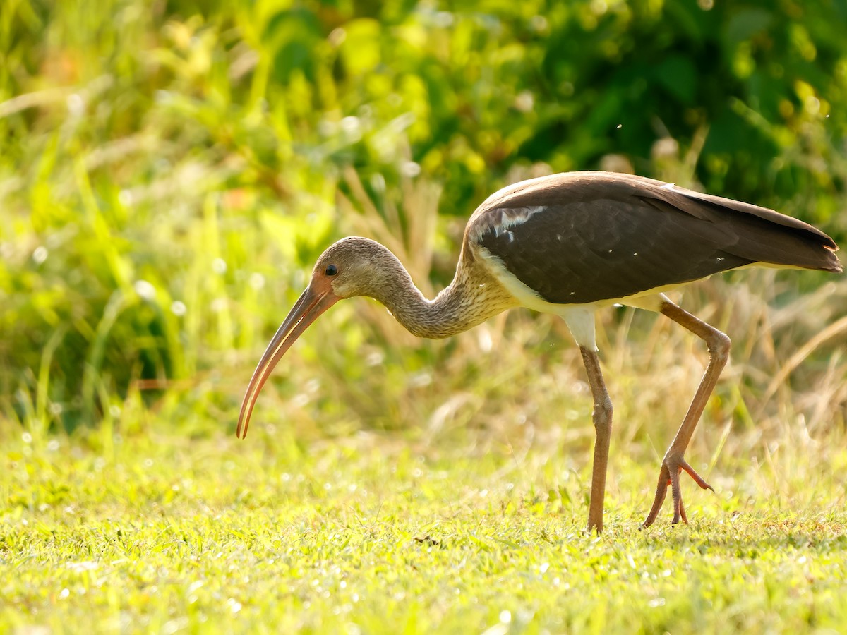 Ibis Blanco - ML637254021