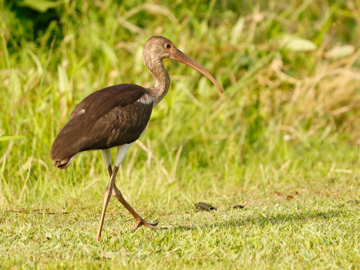 Ibis Blanco - ML637254022