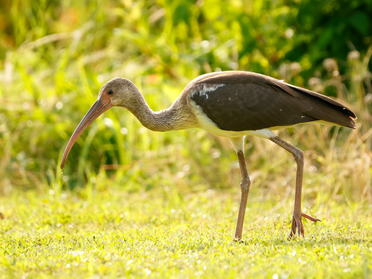 Ibis Blanco - ML637254023
