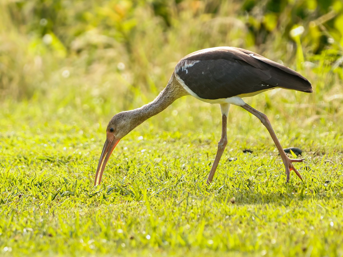 Ibis Blanco - ML637254024